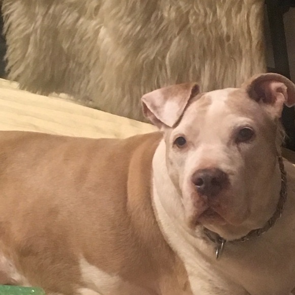 🙏🏻 !PLEASE SHARE🙏🏻 Poshing For Rescue Dogs 🐕 - Picture 8 of 11